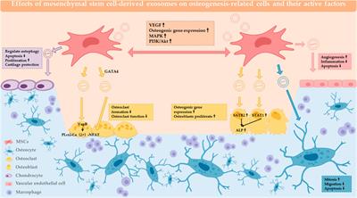 MSC-Exos: Important active factor of bone regeneration